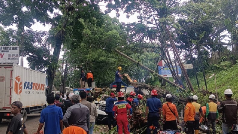 Pohon Tumbang Timpa Mobil dan Motor di Bogor, 8 Orang Terluka