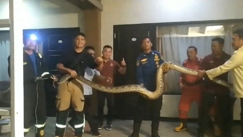 Kemunculan Ular Piton Berukuran Besar Kejutkan Tamu dan Pegawai Hotel Ternama di Bengkulu