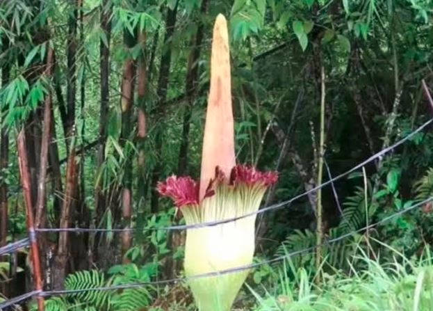 Bunga Bangkai Raksasa Mekar di Kebun Raya Liwa, Jadi Magnet Wisata dan Konservasi