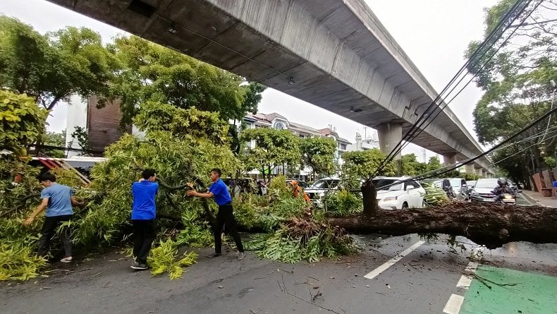 Hujan Angin di Jaksel, Pohon Besar Tumbang Tutupi Jalan