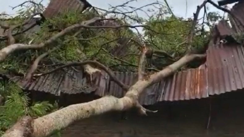 Pohon Besar Tumbang Timpa Rumah di Mamuju, Atap Porak-poranda Tiang Penyangga Patah