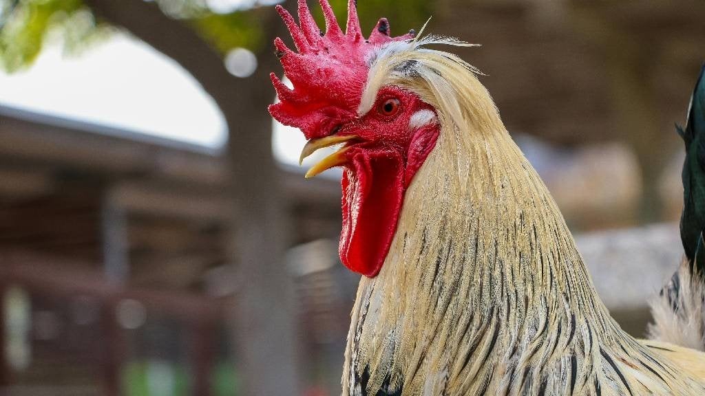 Waspada! 66 Warga AS Terinfeksi Flu Burung H5N1, Ini Gejalanya