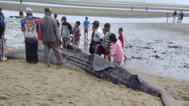 Viral Ikan Hiu Paus Sepanjang 6 Meter Terdampar di Pantai Kolaka Utara