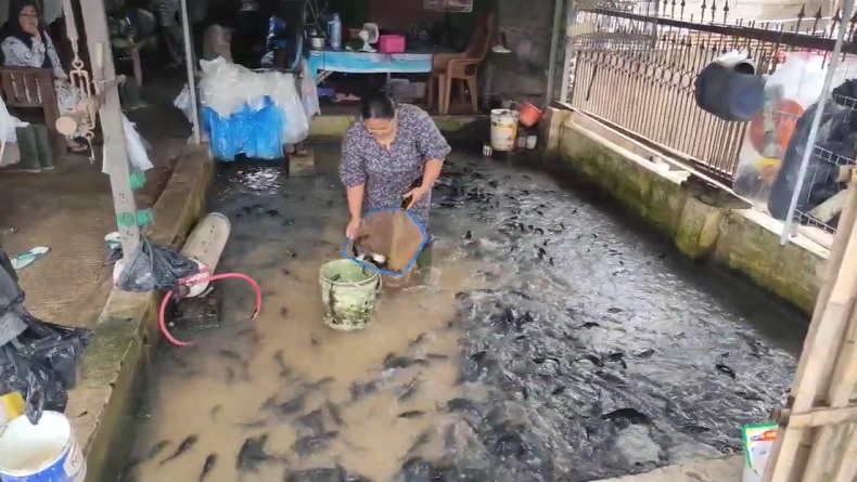 Malam Tahun Baru, Ikan Air Tawar di Pandeglang Diburu Warga meski Harganya Meroket