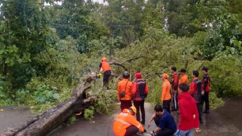 Pohon Asam Setinggi 60 Meter Tumbang di Sampang, Akses Jalan Sempat Tertutup