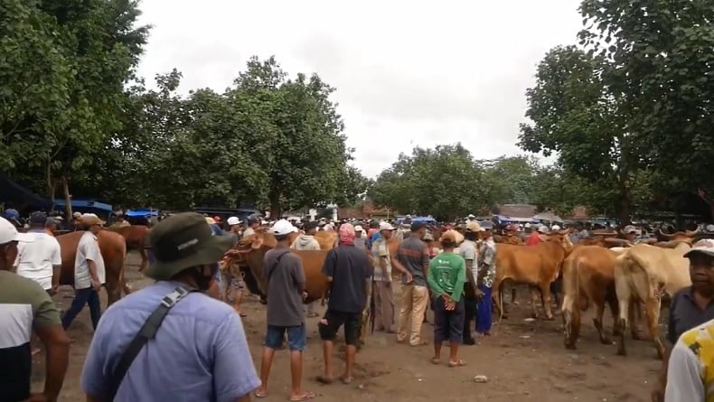 Peternak di Lumajang Resah, 900 Sapi Terjangkit Wabah PMK 70 Ekor Mati