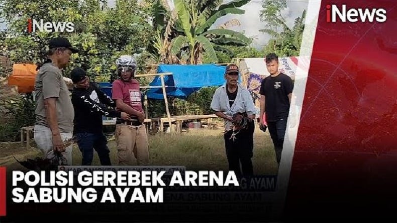 Polisi Gerebek Arena Sabung Ayam di Pangkep, Puluhan Pelaku Kabur Kocar-Kacir