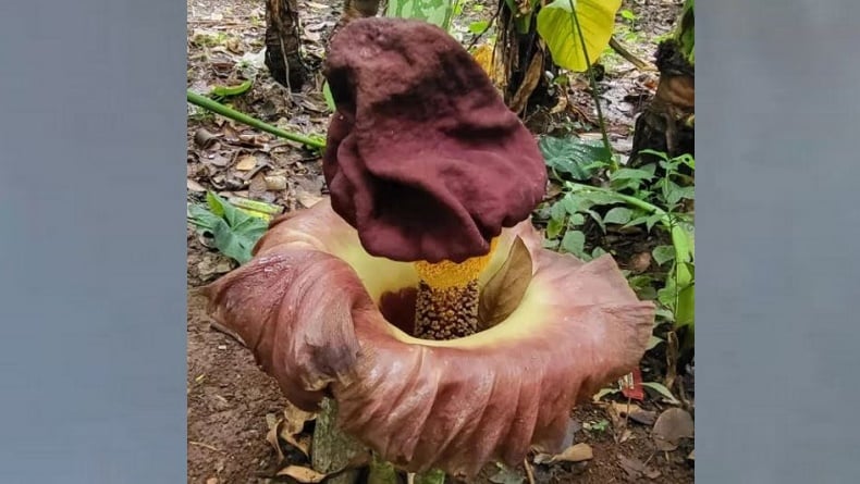 Heboh Bunga Bangkai Mekar di Kebun Warga Merangin, Ramai Dikunjungi