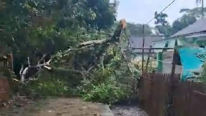 Pohon Tumbang Diterjang Puting Beliung Timpa 4 Rumah, Warga Pandeglang: Anginnya Cepat Banget