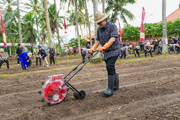 Tanam 1 Juta Hektare Bibit Jagung, Bupati Badung Dukung Ketahanan Pangan Nasional