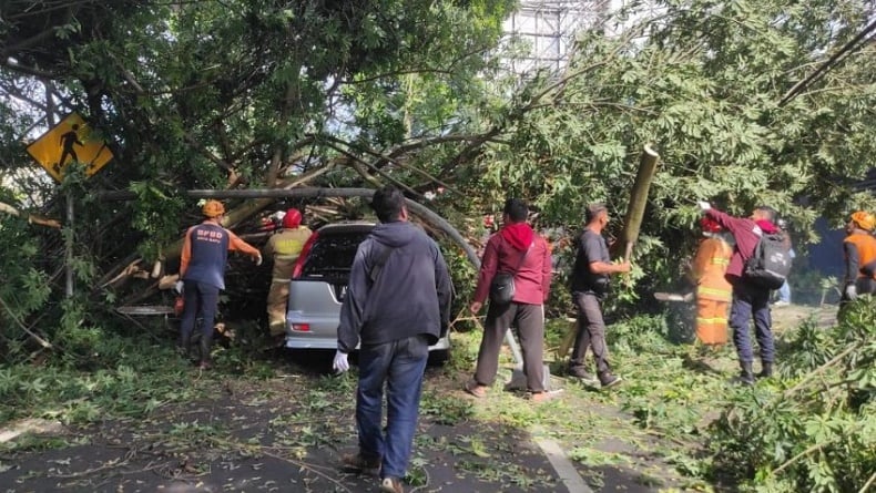 Pohon Tumbang Timpa Mobil, Akses Kota Batu-Malang Sempat Ditutup