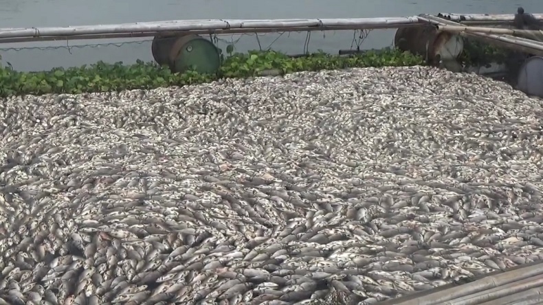 Belasan Ton Ikan di Waduk Jatiluhur Mati, Ternyata Ini Penyebabnya