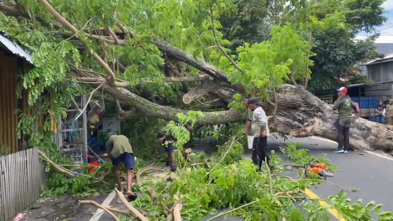 Pohon Tumbang Timpa Rumah dan Kios di Ternate, Warga Marah karena Pemerintah Dinilai Lalai