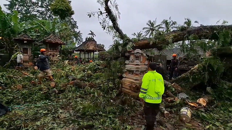 Bangunan Suci di Bali Porak-poranda Tertimpa Pohon Tumbang Berusia Ratusan Tahun