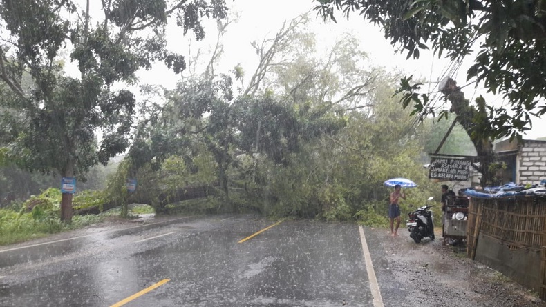 Pohon Tumbang Diterjang Angin Kencang, Akses Jalan di Bangkalan Macet Total