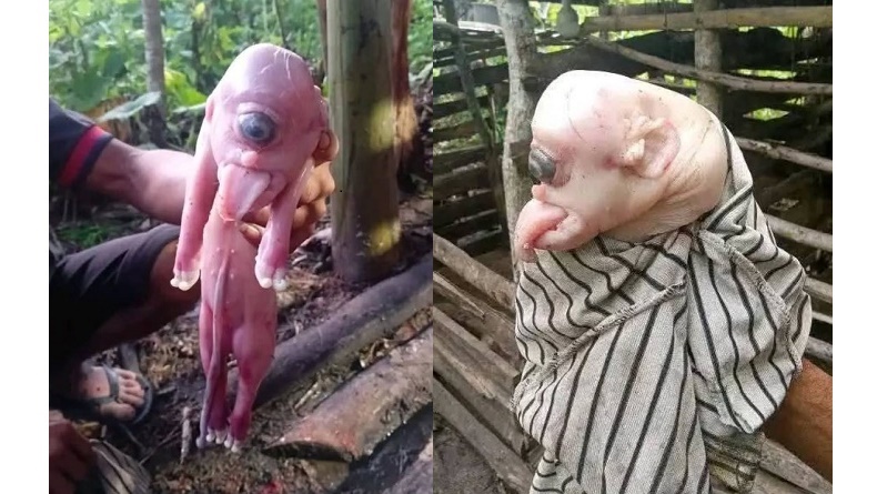 Viral Babi Mata Satu di NTT, Punya Telinga dan Lidah Mirip Manusia