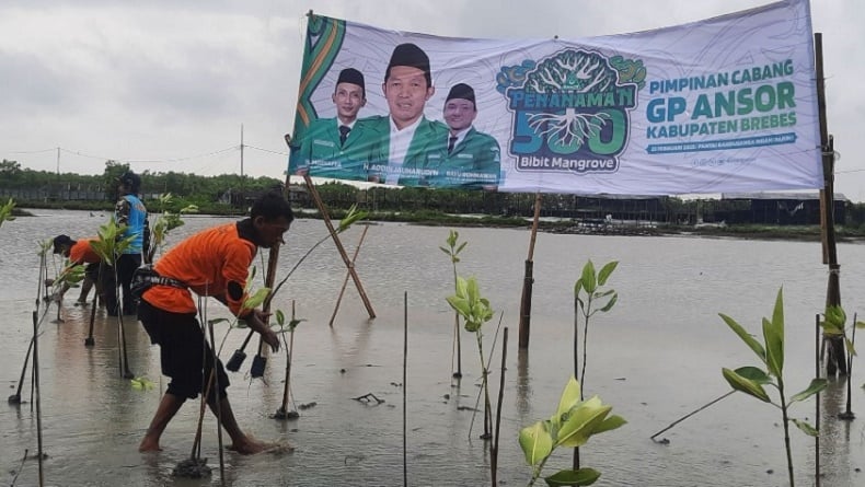 GP Ansor Tanam 500 Mangrove di Brebes, Gus Rifqi: Bentuk Keseimbangan untuk Penerus Kita