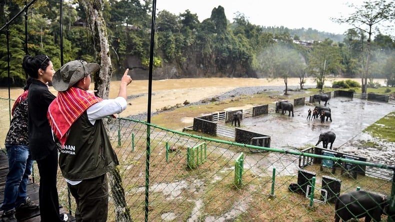 Menhut Tinjau Konservasi Gajah di Tangkahan, Dulunya Tempat Illegal Logging