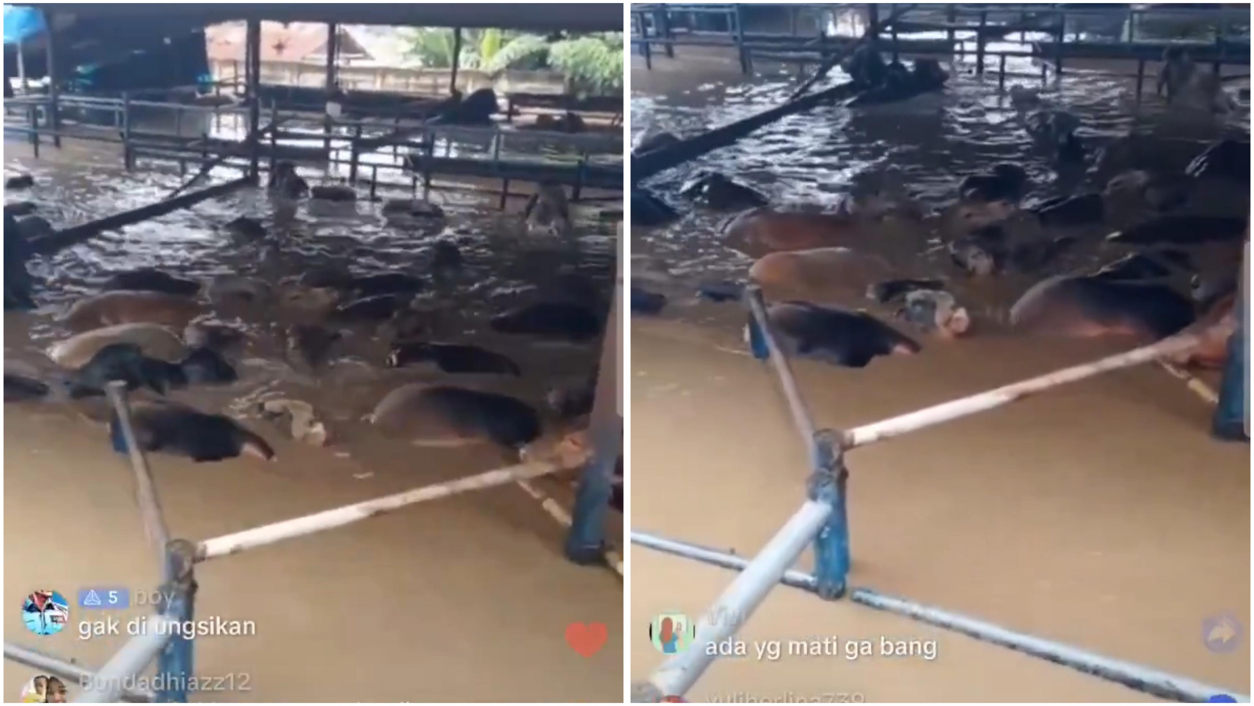 Viral Puluhan Sapi Terendam Banjir Bekasi, Netizen Auto Sedih