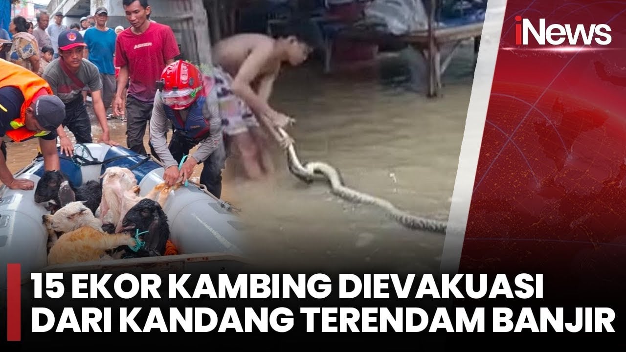 Efek Banjir Jabodetabek, dari Evakuasi Kambing, hingga Ular Sanca Masuk Pemukiman