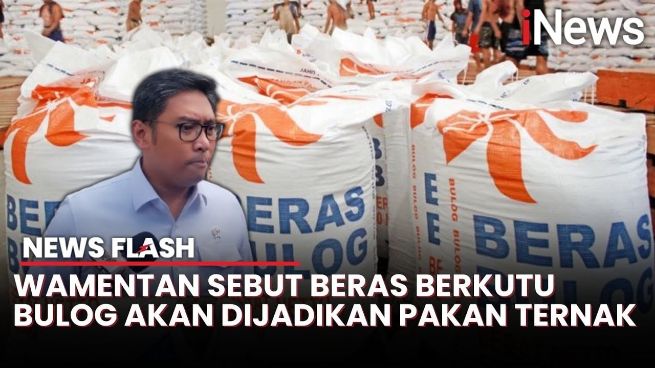 Beras di Gudang Bulog Rusak akibat Kutu, Wamentan: Jumlahnya Gak Banyak