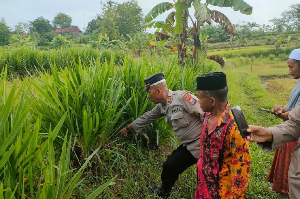 Sampang Heboh, Bayi Perempuan Baru Lahir Ditemukan Warga di Sawah