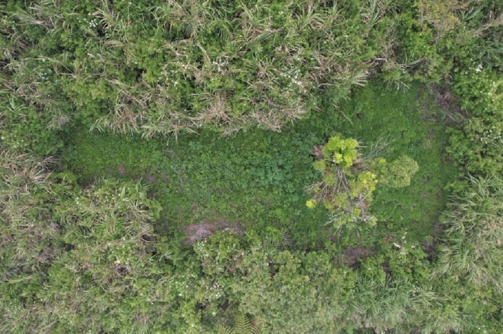 Terungkap! Ada 59 Titik Ladang Ganja yang Ditemukan di Gunung Semeru Pakai Drone