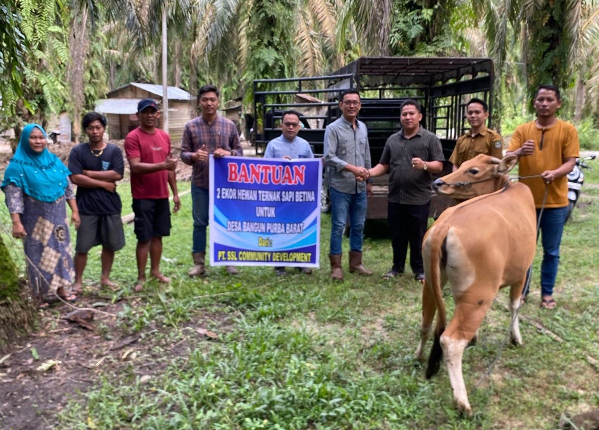 PT SSL Salurkan Bantuan Sapi Betina, Dukung Ketahanan Pangan Petani