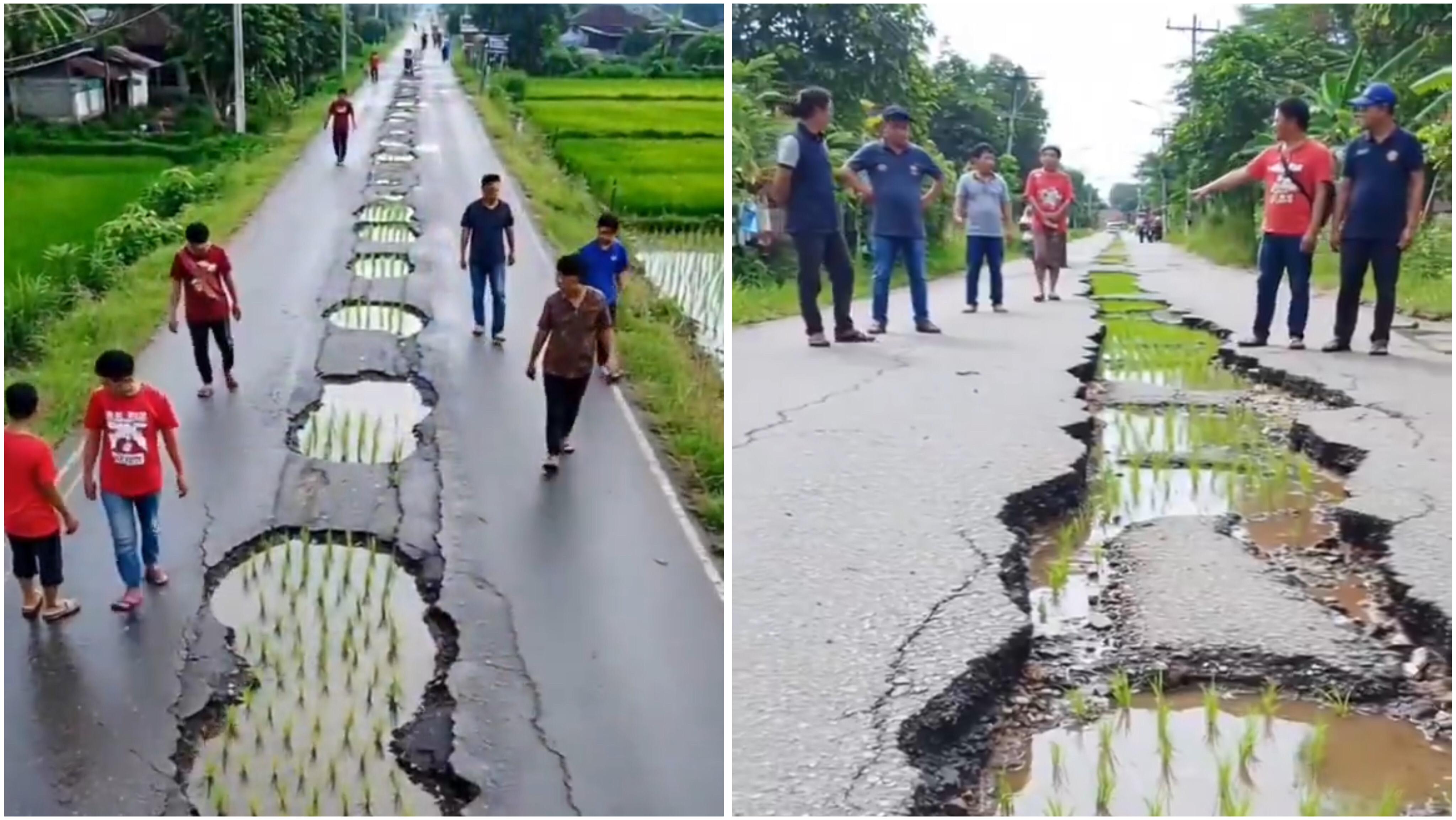 Viral Jalan Berlubang Tak Kunjung Diperbaiki Ditanami Padi, Netizen Curiga Video AI