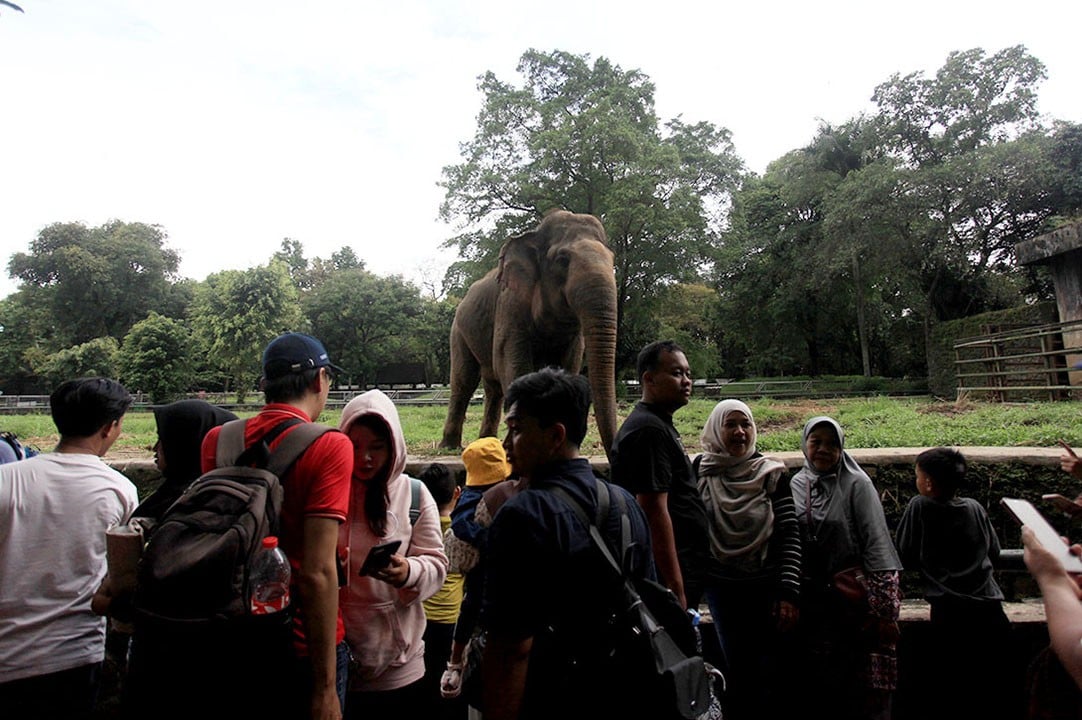 Hari Terakhir Libur Panjang, Pengunjung Taman Margasatwa Ragunan Tembus 54.219 Orang