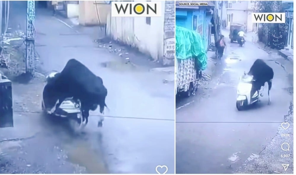 Viral Sapi Naik Motor Sedang Diparkir di Pinggir Jalan, Netizen Auto Ngakak: Wah Curanmor