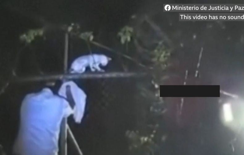 6 Fakta Kucing Dijadikan Kurir Selundupkan Narkoba ke Penjara, Nomor 1 Bikin Miris