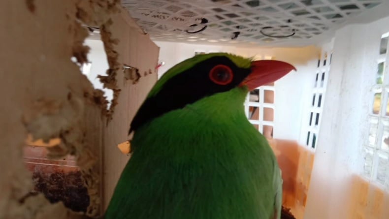 Akan Dikirim ke Bekasi dan Jaktim, Penyelundupan 668 Burung Digagalkan di Bakauheni