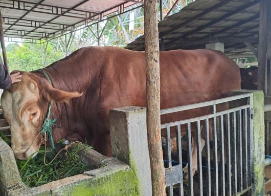Penampakan Sambo, Sapi Kurban Presiden Prabowo di Musi Rawas Berbobot 1,2 Ton
