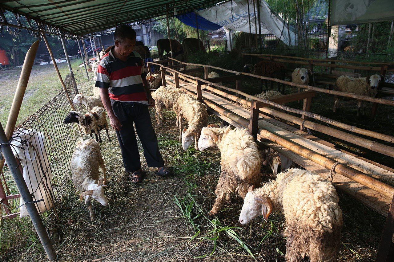 Hukum Membagikan Daging Kurban kepada Nonmuslim, Boleh atau Dilarang?