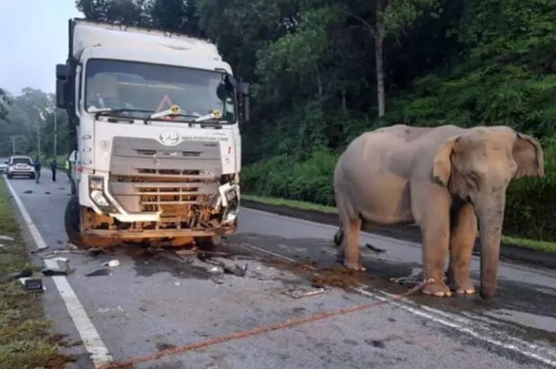 Sopir Truk Penabrak Anak Gajah yang Viral Ceritakan Detik-Detik Kecelakaan