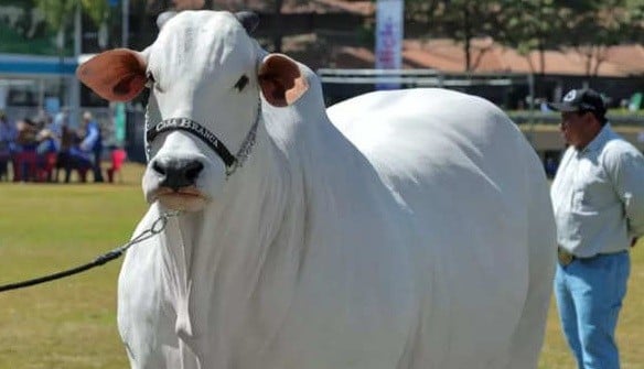 Cari Hewan Kurban? Harga Sapi Ini Tembus Rp75 Miliar Setara 3 Mobil Lamborghini