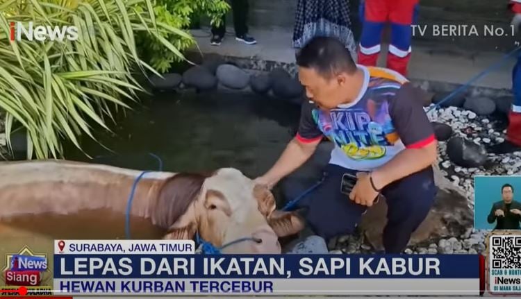 Bikin Panik, Sapi Kurban di Surabaya Lepas lalu Tercebur ke Kolam