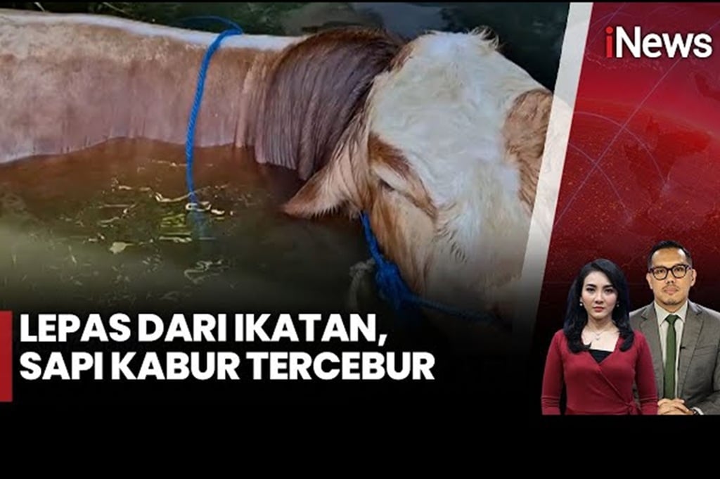 Sapi Kurban Dinas Pendidikan Jatim Mengamuk lalu Tercebur Kolam, Dievakuasi Damkar