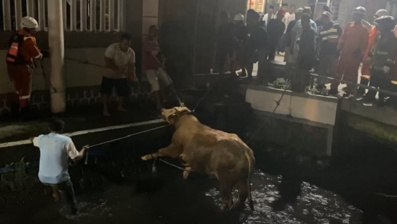 Sapi Kurban Ngamuk Kabur dan Tercebur ke Sungai di Jombang, Evakuasi Berlangsung 4 Jam