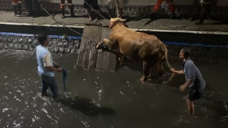 Berhasil Dievakuasi, Sapi Kurban yang Tercebur Sungai di Jombang Disembelih Besok 