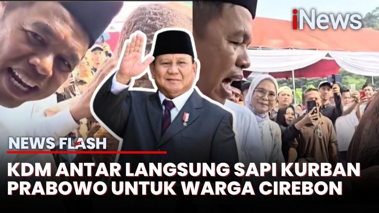 Diantar Langsung oleh Dedi Mulyadi, Ini Penampakan Sapi Kurban Prabowo untuk Warga Cirebon