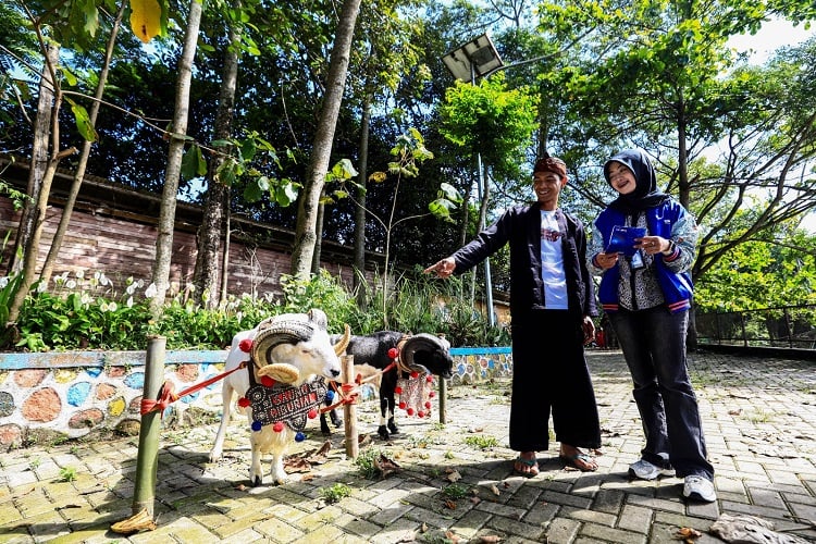 Dorong Produktivitas, BRI Peduli Salurkan Bantuan bagi Peternak Domba Garut