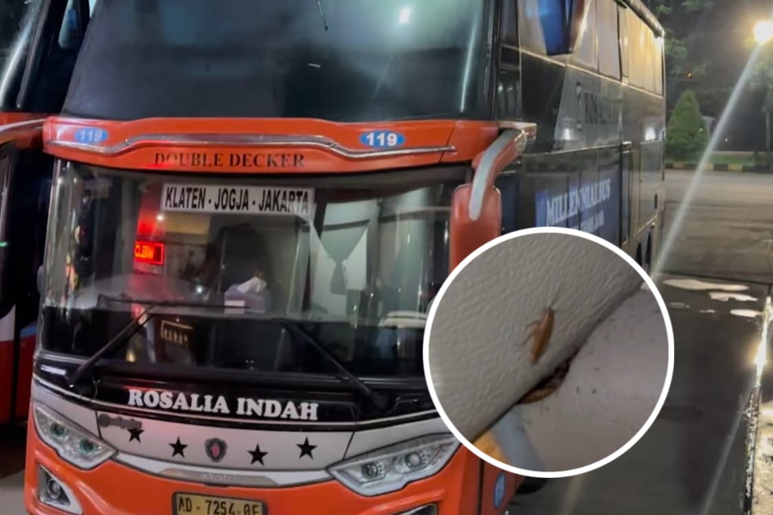 Viral Ada Kecoa di Bus Rosalia Indah, Perusahaan Beri Klarifikasi!    