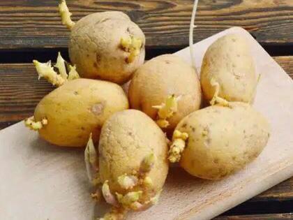 Viral WNI di Jepang Meninggal Dunia setelah Makan Kentang Bertunas, Bahaya Banget Efeknya! 