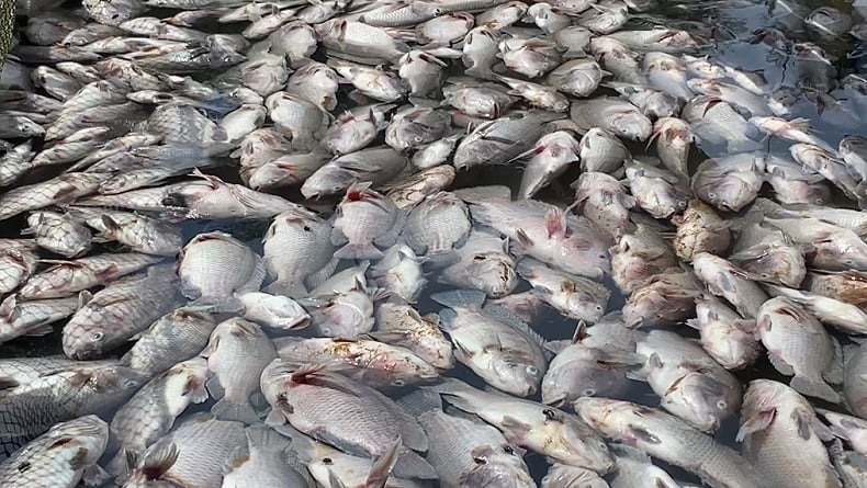 Ribuan Ikan Mati di Banjar Jelang Panen, Petambak Rugi Puluhan Juta Rupiah