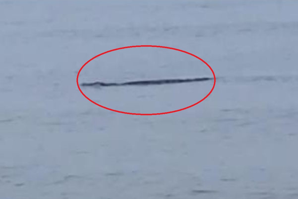 Geger! Buaya Muara Muncul di Pantai Trapang Sampang, Warga Diimbau Waspada