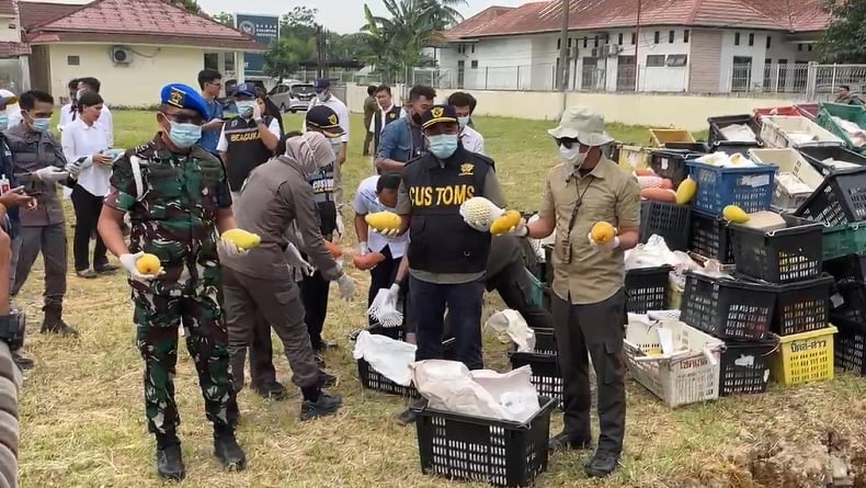Lebih dari 14 Ton Mangga Ilegal asal Thailand Dimusnahkan di Asahan