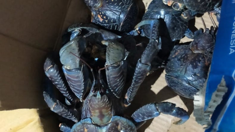 Petugas Gagalkan Penyelundupan 50 Ketam Kenari di Talaud, Berawal 3 Kardus Mencurigakan