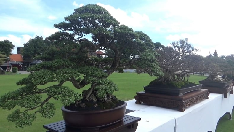 500 Bonsai Bernilai Fantastis Dipamerkan di Gianyar, Ratusan Juta hingga Miliaran Rupiah